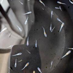 めだか  ラディウスメダカ  稚魚30匹ほどの画像