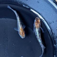 めだか  ラディウスメダカ  稚魚30匹ほどの画像