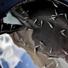めだか  ラディウスメダカ  稚魚30匹ほどの画像