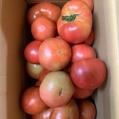 加工用トマト🍅