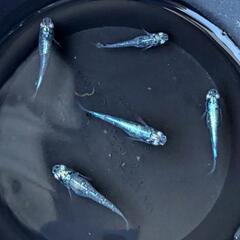 めだか  墨武メダカ  2ペア+メス1匹の画像