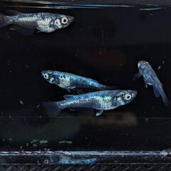めだか  墨武メダカ  2ペア+メス1匹の画像