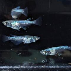 めだか  墨武メダカ  2ペア+メス1匹の画像