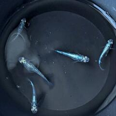 めだか  墨武メダカ  2ペア+メス1匹の画像