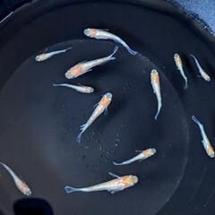 めだか  エンペラーメダカ  幼魚10匹ほどの画像