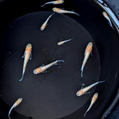 めだか  エンペラーメダカ  幼魚10匹ほどの画像
