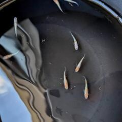 めだか  砂里三色メダカ  幼魚10匹ほどの画像