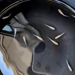 めだか  砂里三色メダカ  幼魚10匹ほどの画像