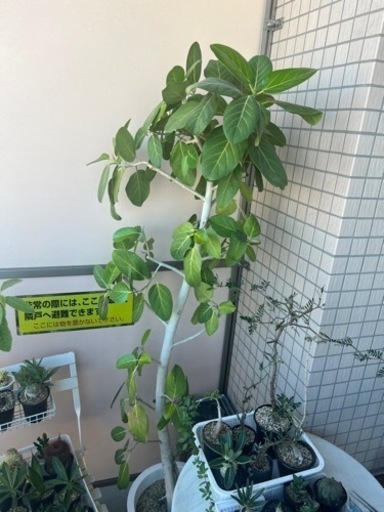 フィカス・ベンガレンシス