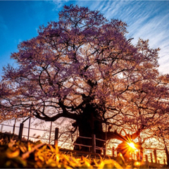 自然が好き！📸🌿✨ - 友達