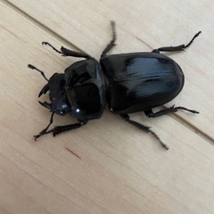 オオクワガタ♀