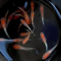 （受け渡し決定）メダカ　紅鱗光　10匹以上　　めだかの画像