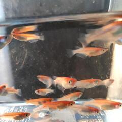 （受け渡し決定）メダカ　紅鱗光　10匹以上　　めだかの画像