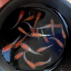 （受け渡し決定）メダカ　紅鱗光　10匹以上　　めだかの画像