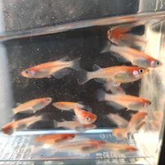 （受け渡し決定）メダカ　紅鱗光　10匹以上　　めだかの画像
