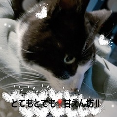 助けて下さい（ ; ; ）本当に本当に良い子です‼︎