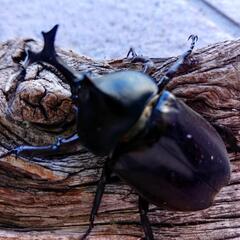 ♂2頭♀3頭(合計5頭)カブトムシ　