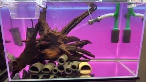 キンペコ水槽セット販売　説明読んでください