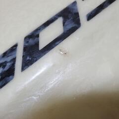  COLEサーフボード の画像