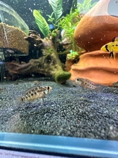 【レア】cf. グアジャラメリン F1稚魚5匹 アピスト アピストグラマ レア種】cf グアジャラメリン F1稚魚5匹 アピスト アピストグラマ