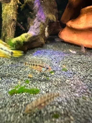 【レア】cf. グアジャラメリン F1稚魚5匹 アピスト アピストグラマ レア種】cf グアジャラメリン F1稚魚5匹 アピスト アピストグラマ