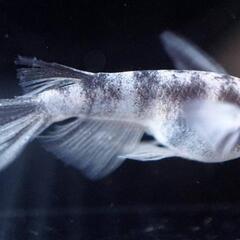 °･🐠激安メダカ展示販売会°･🐠桜国屋🌸8月6日🌸
