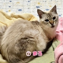 緊急里親募集！