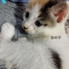 2023/06/13誕生日のこねこちゃん【決まりました】