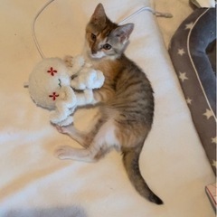 【正式譲渡決定しました】天真爛漫パステルカラー　可愛がってくださ...