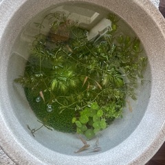 メダカお譲りします。