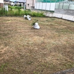 1坪〜１００坪ぐらいまで、庭の草抜き、草刈り受け付けます。
