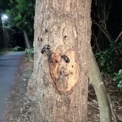 船橋市産カブトムシ2023①の画像