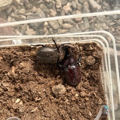 無料カブトムシ