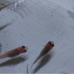 夜桜メダカ稚魚の画像