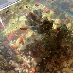 夜桜メダカ稚魚