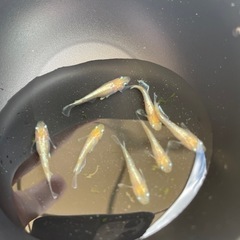 鱗光イエローメダカの画像