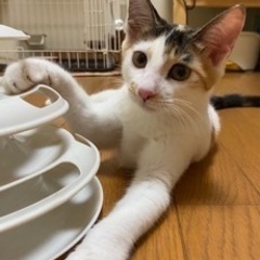 猫じゃらし大好き　ミケちゃん