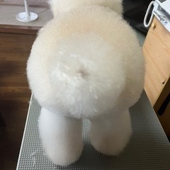 出張トリミング致します(訪問型) - 西伯郡