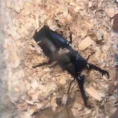 ギラファノコギリクワガタ