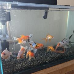 金魚９匹と水槽まるごと一式