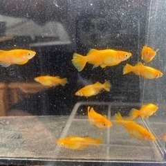 朱赤ヒカリメダカ　10匹　残り3セットの画像