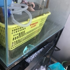 水槽多数あります。ダトニオ、エンドリーもだします