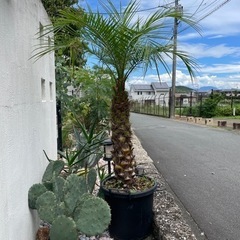 フェニックスロベレニーの画像