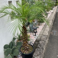 フェニックスロベレニーの画像