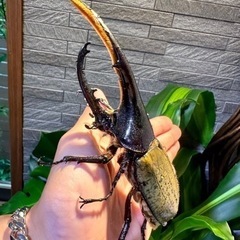 早い者勝ち‼️ヘラクレスオオカブト2匹、スマトラオオヒラタ1匹