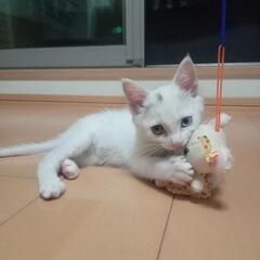 オッドアイ　白色　仔猫の里親さん　☆決定☆