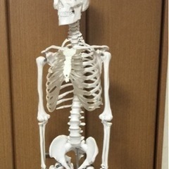骨模型
