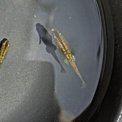 めだか  メダカ 赤琥珀 1ペアの画像