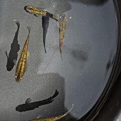 めだか  メダカ 赤琥珀 1ペア