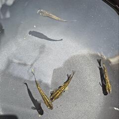 めだか  メダカ 赤琥珀 1ペアの画像